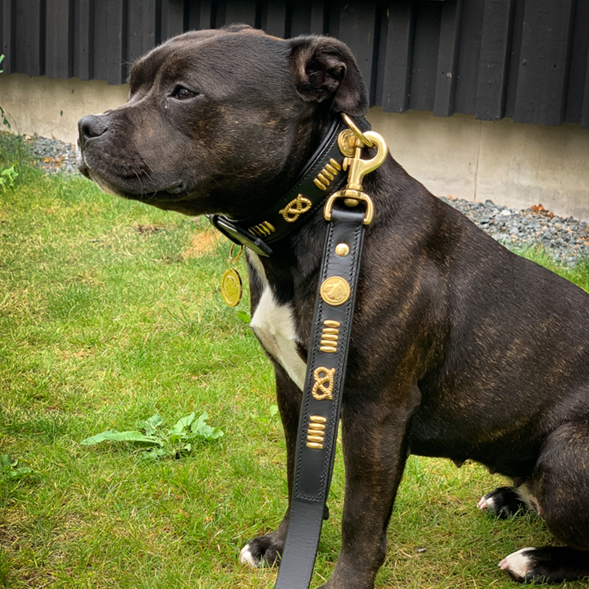 Läder Halsband - Gladiator - Staffordshire Bull Terrier 1935