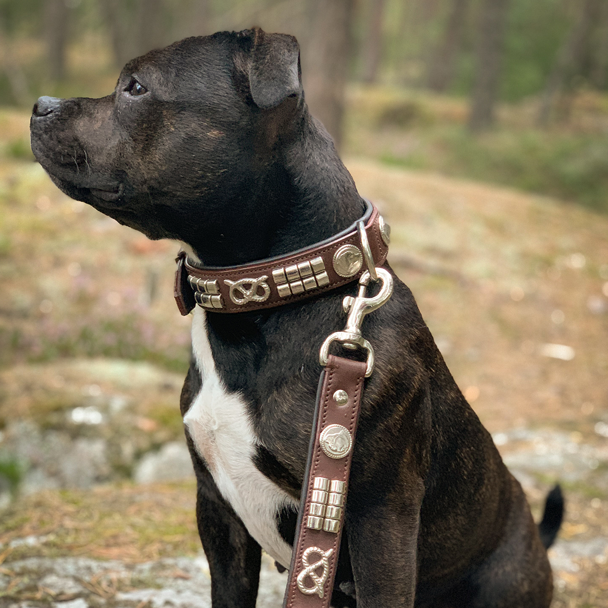 Leather Collar - Jefferson - Staffordshire Bull Terrier 1935