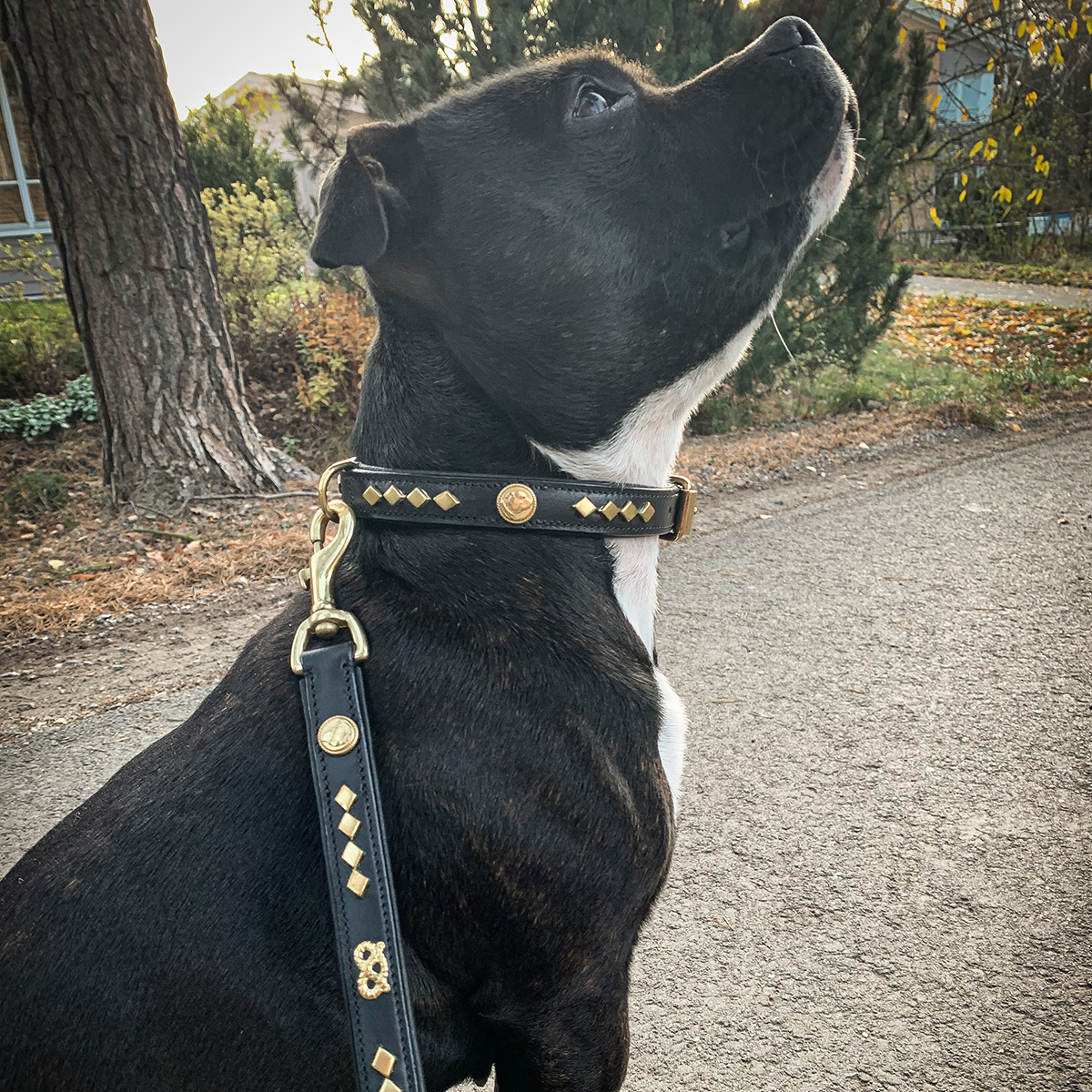 Läder Halsband - Monarch - Staffordshire Bull Terrier 1935