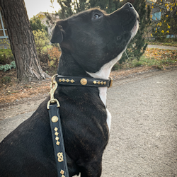 Läder Halsband - Monarch - Staffordshire Bull Terrier 1935