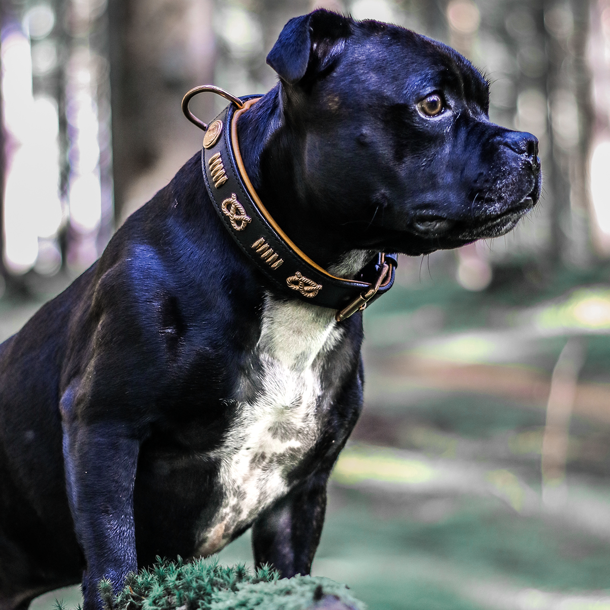 Leather Collar & Leash Set - Gladiator - Black/Tan Rose Gold - Staffordshire Bull Terrier 1935