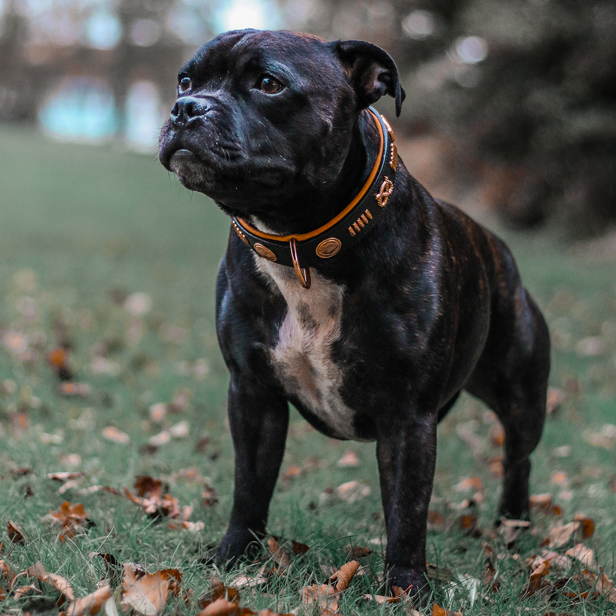 Läder Halsband & Koppel Set - Gladiator - Svart/Orange/Rosé - Staffordshire Bull Terrier 1935