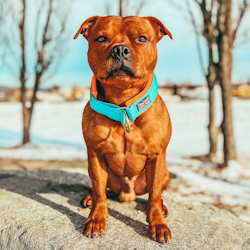 Martingale Collar - Alvin Edition - Staffordshire Bull Terrier 1935