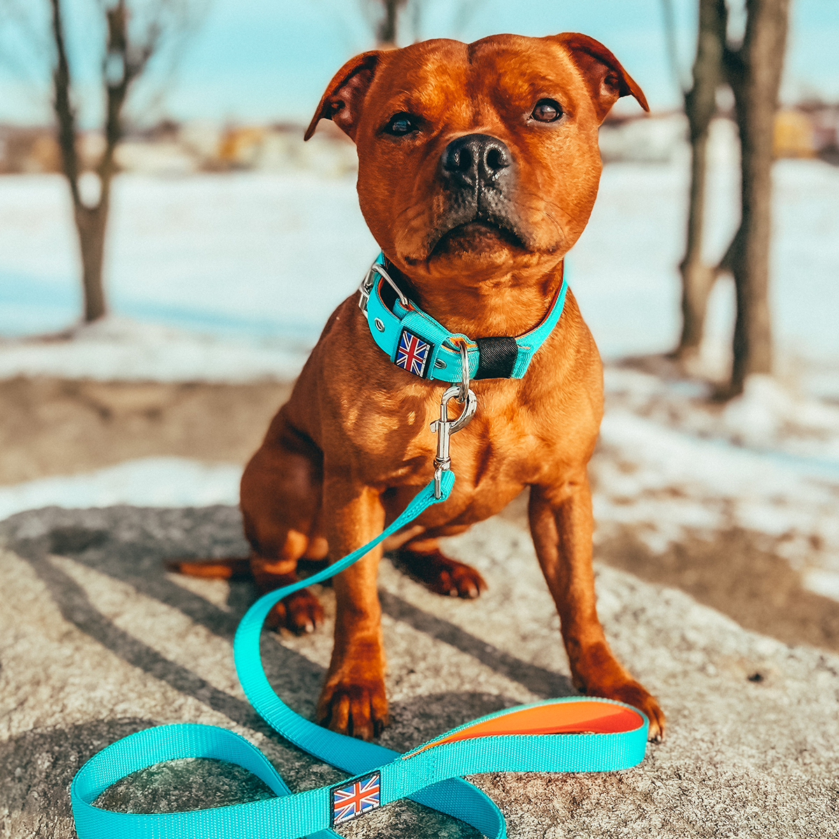 Staffordshire Bull Terrier Nylon Collar