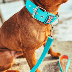 Nylon Collar - Alvin Edition - Staffordshire Bull Terrier 1935