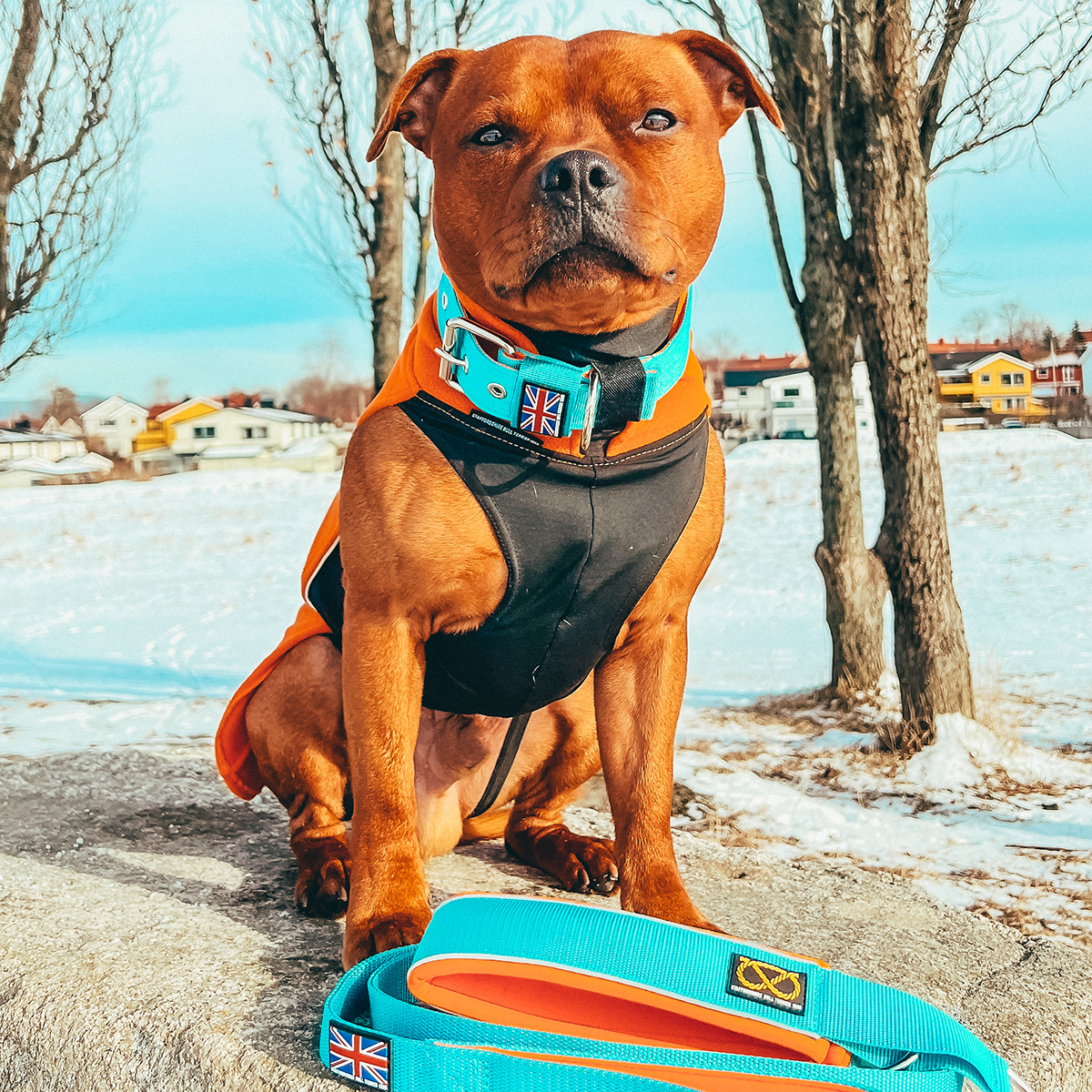 Staffordshire Bull Terrier Nylon Collar