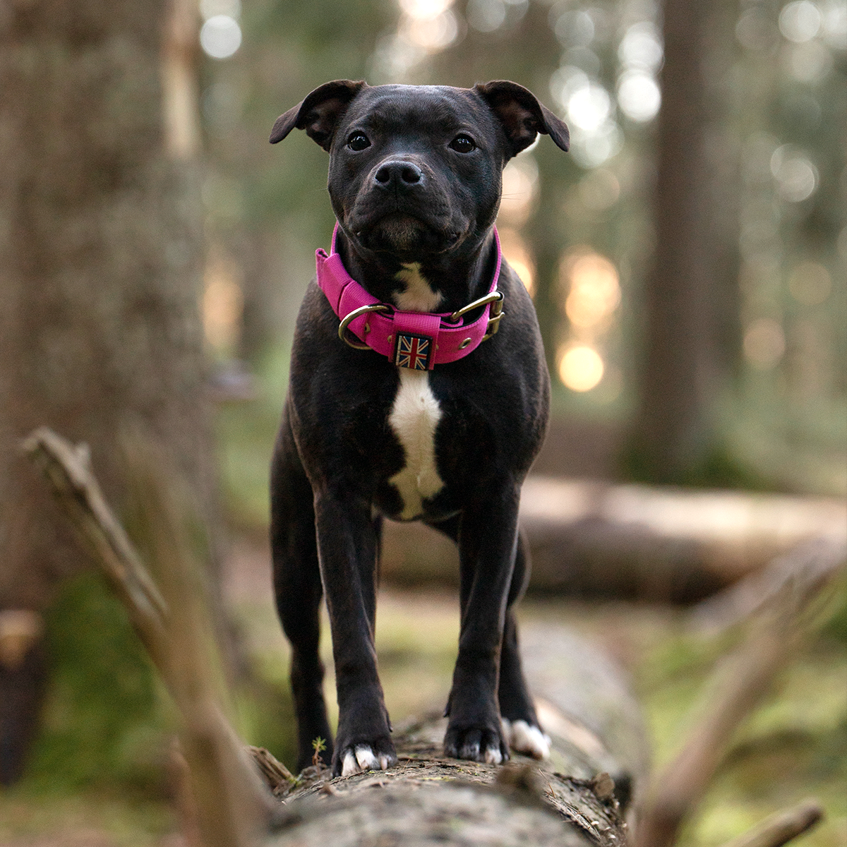 Nylon Halsband - Rosa - Staffordshire Bull Terrier 1935