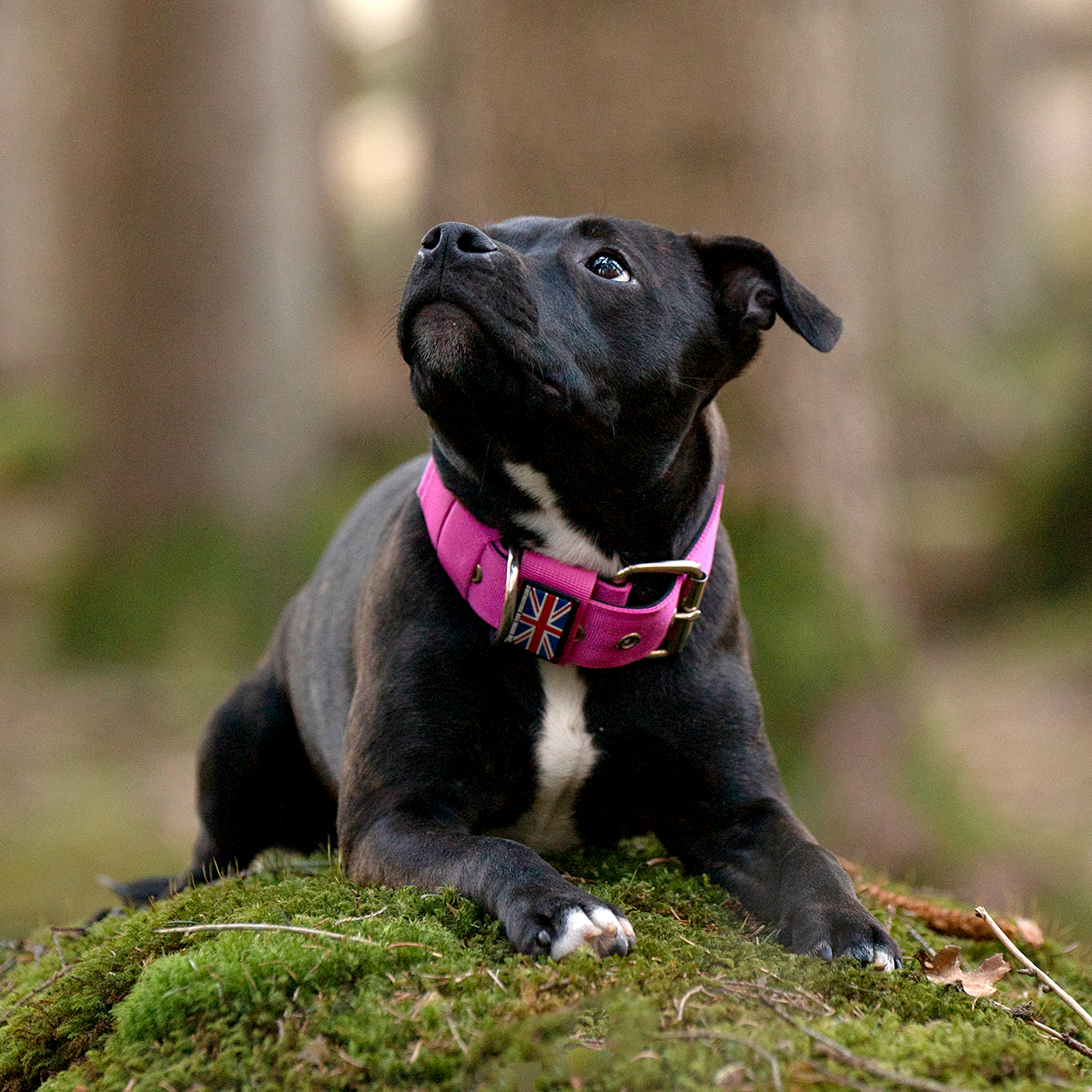 Nylon Collar - Fuchsia - Staffordshire Bull Terrier 1935