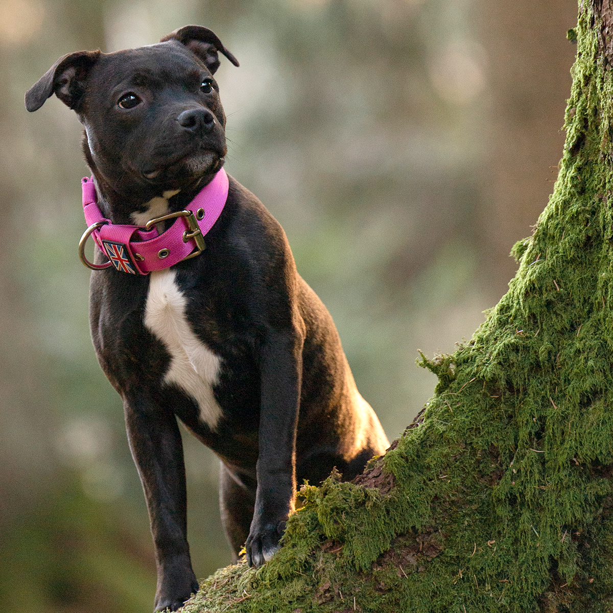 Nylon Halsband - Rosa - Staffordshire Bull Terrier 1935