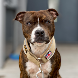 Martingale Collar - Tan - Staffordshire Bull Terrier 1935