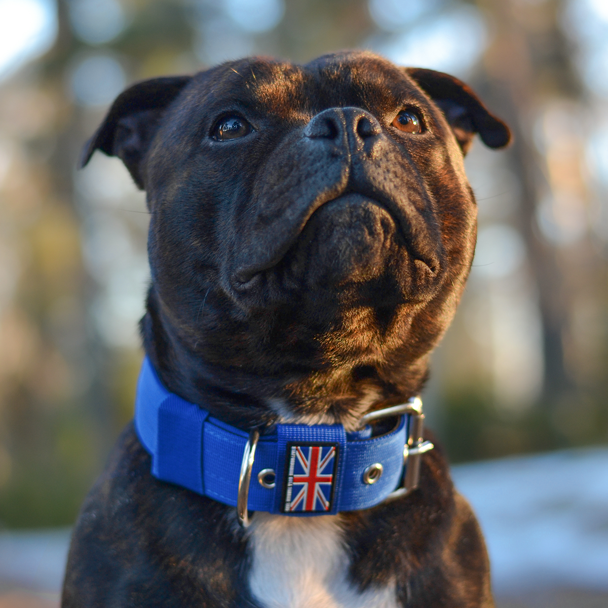 Nylon Collar - Royal Blue - Staffordshire Bull Terrier 1935