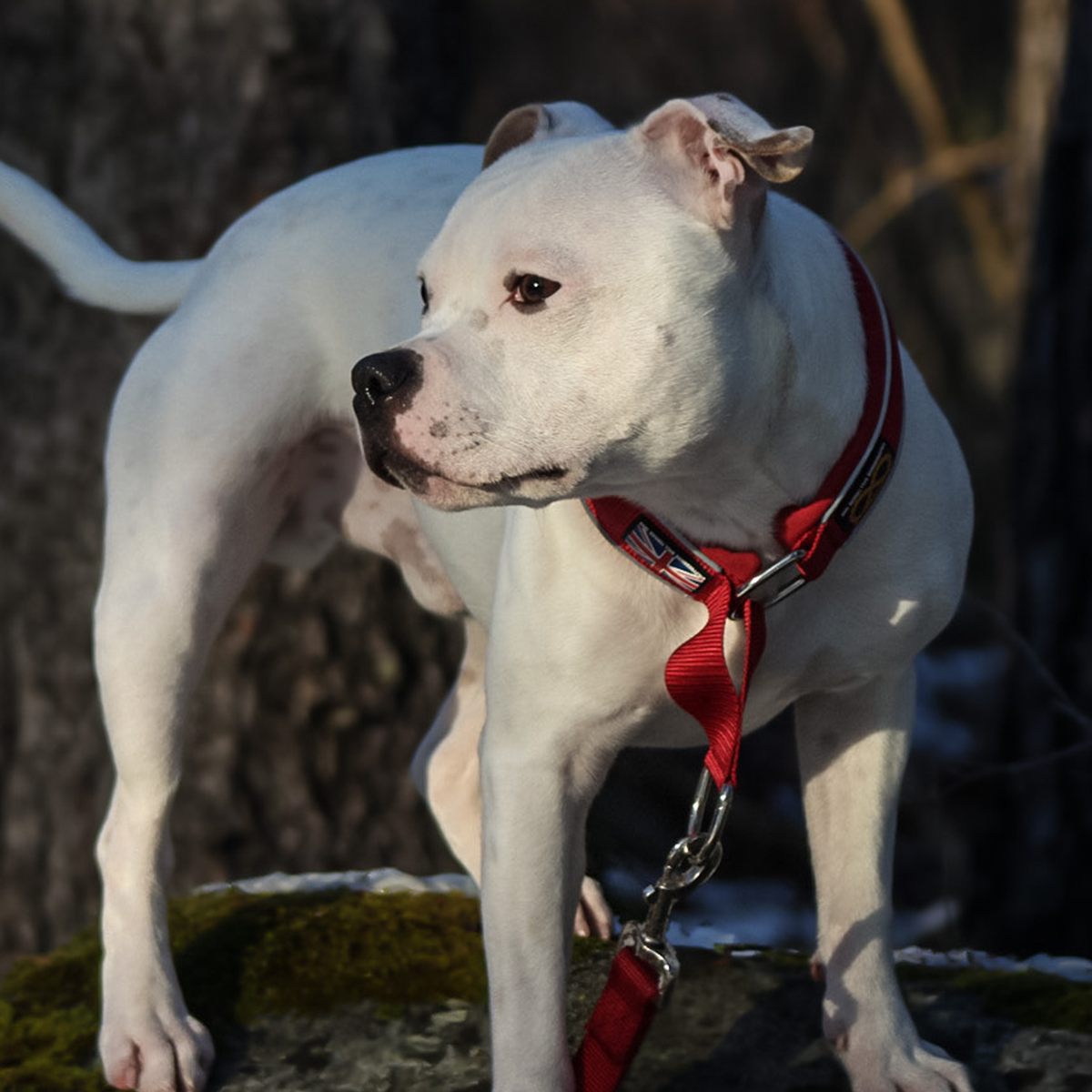 Martingale Collar - Burgundy - Staffordshire Bull Terrier 1935