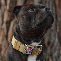 Nylon Halsband - Sand - Staffordshire Bull Terrier 1935