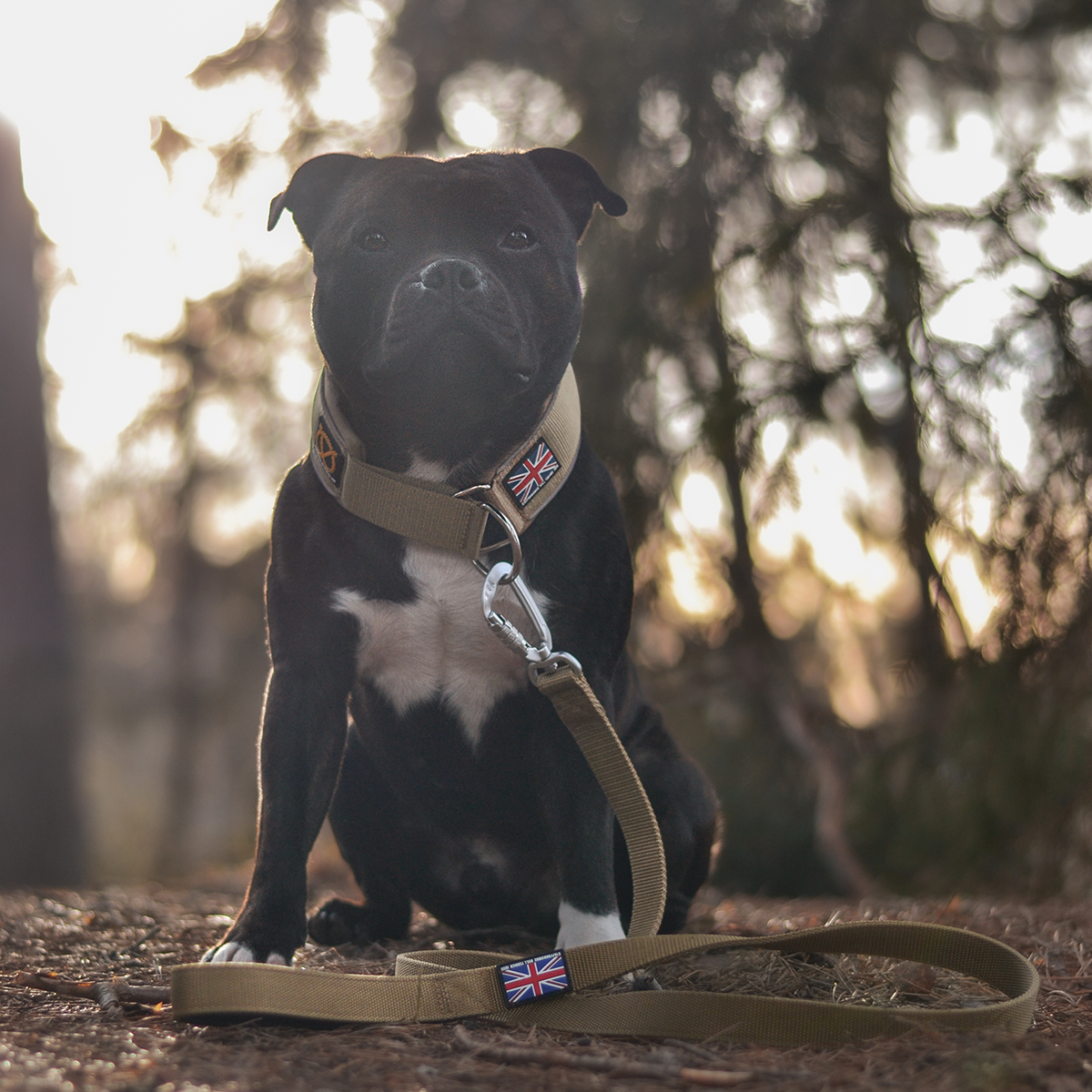 Martingale Halsband - Sand - Staffordshire Bull Terrier 1935