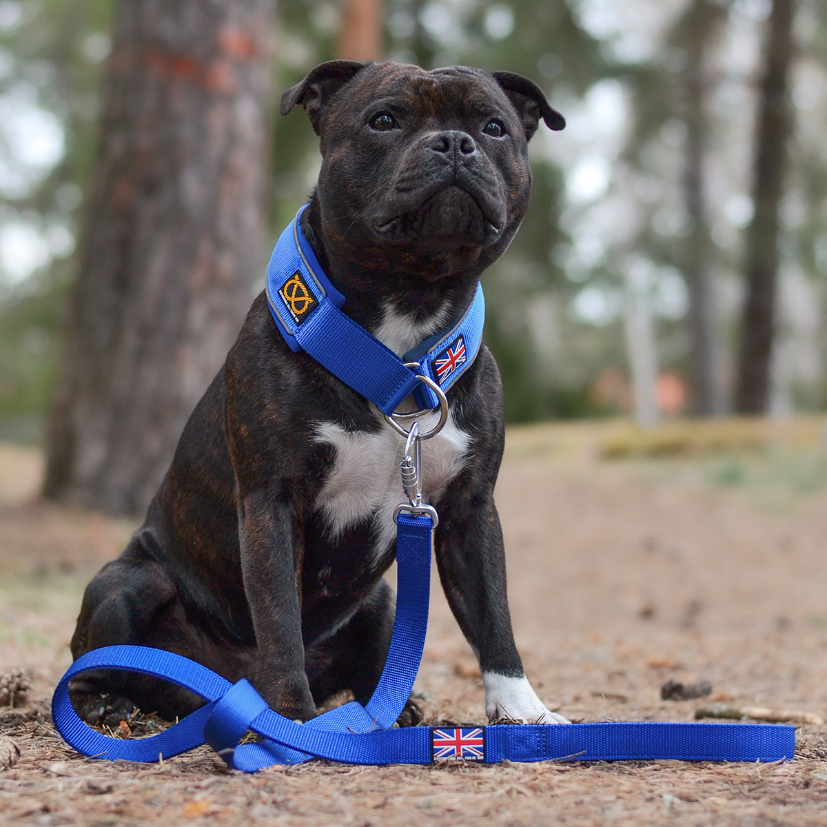 Blue best sale steel staffy