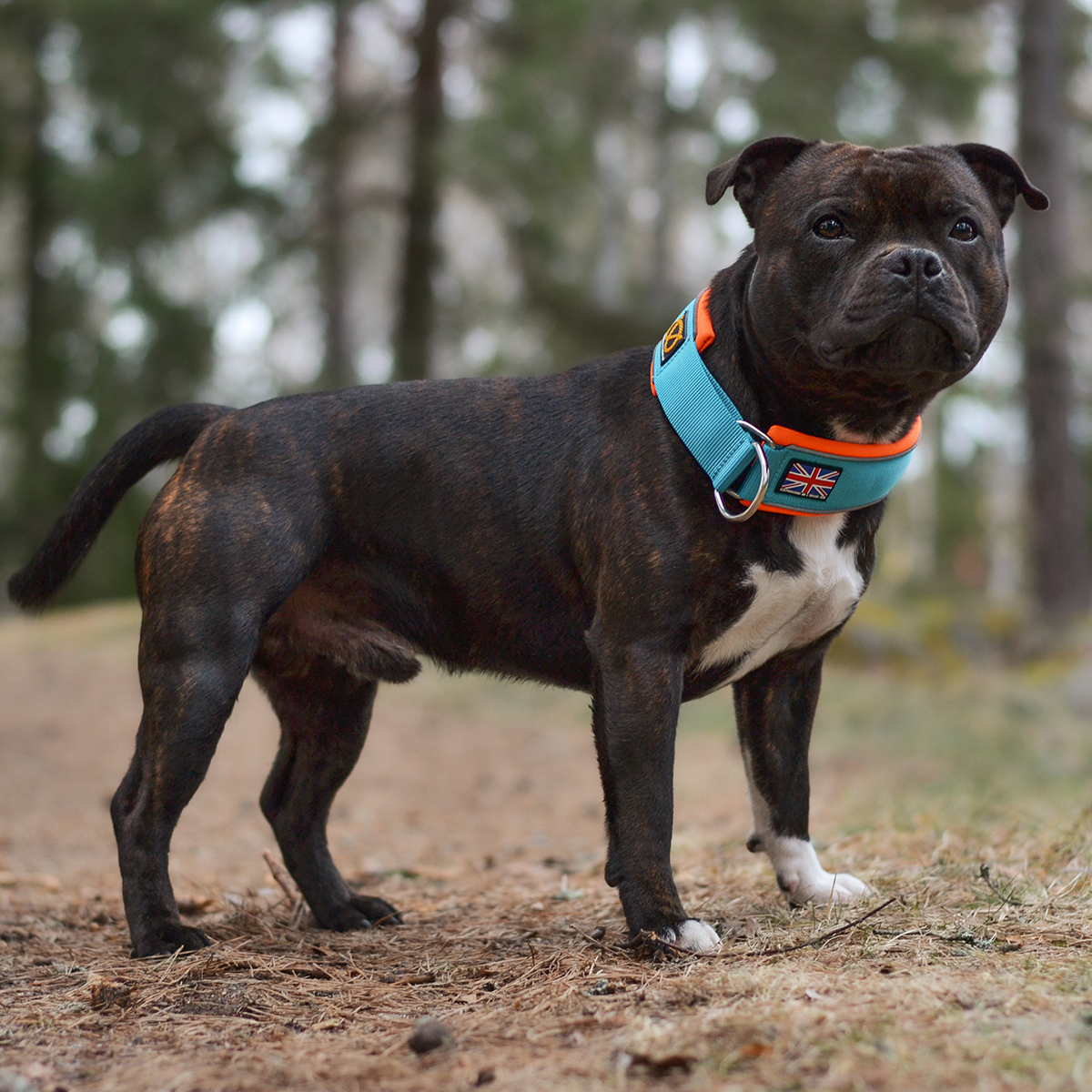 Martingale Halsband - Alvin Edition - Staffordshire Bull Terrier 1935