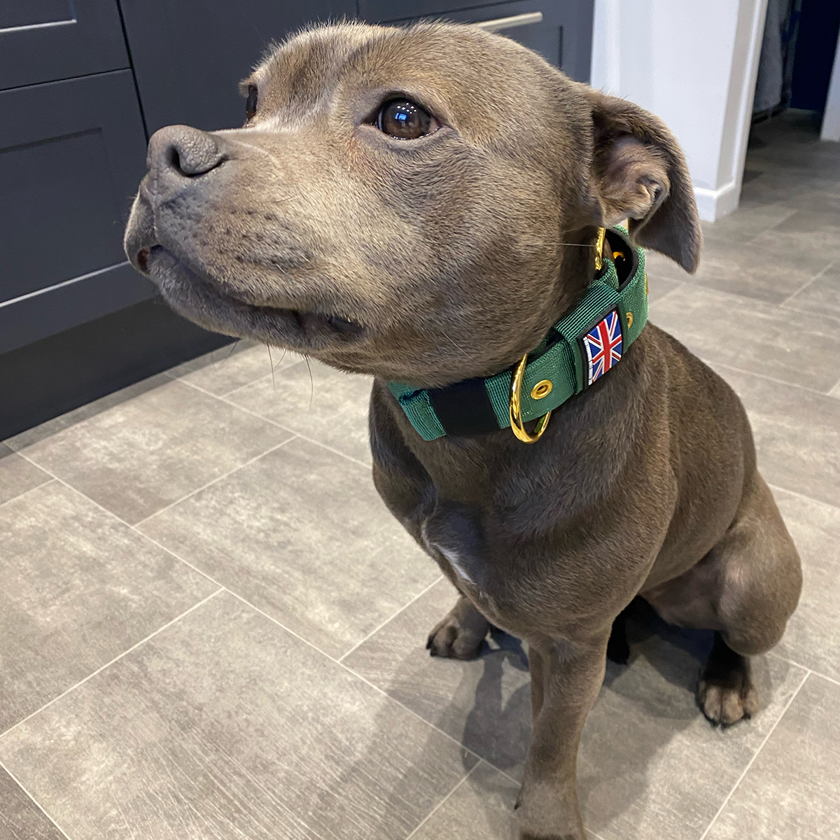 Nylon Collar - Pine - Staffordshire Bull Terrier 1935