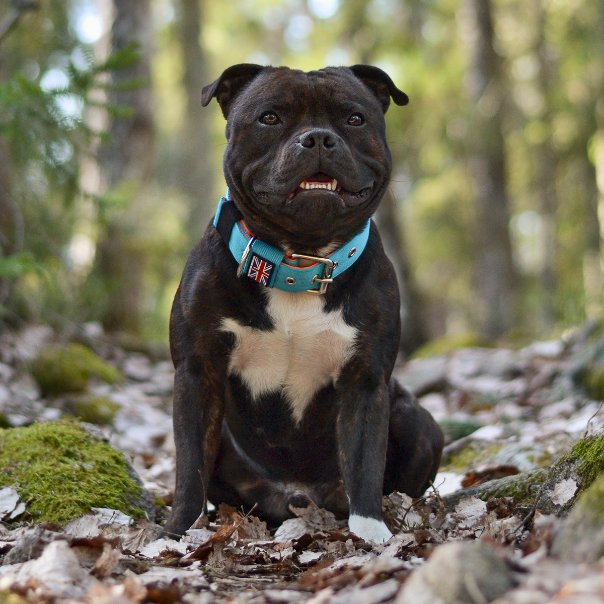 Staffordshire Bull Terrier Nylon Collar