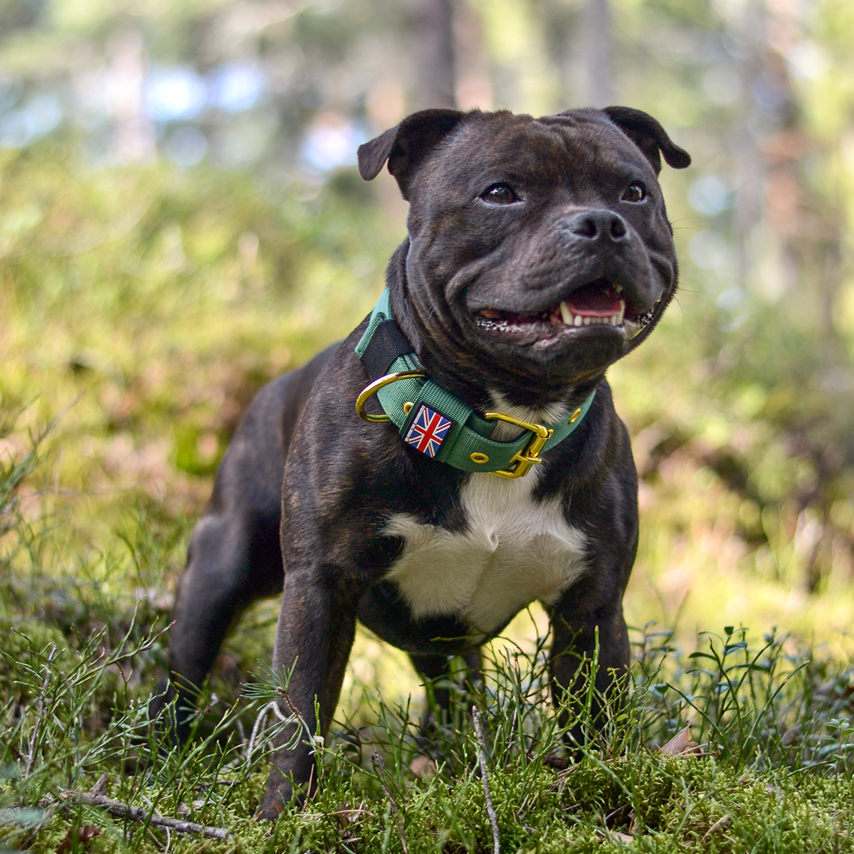 Nylon Halsband - Tallgrön/Guld - Staffordshire Bull Terrier 1935