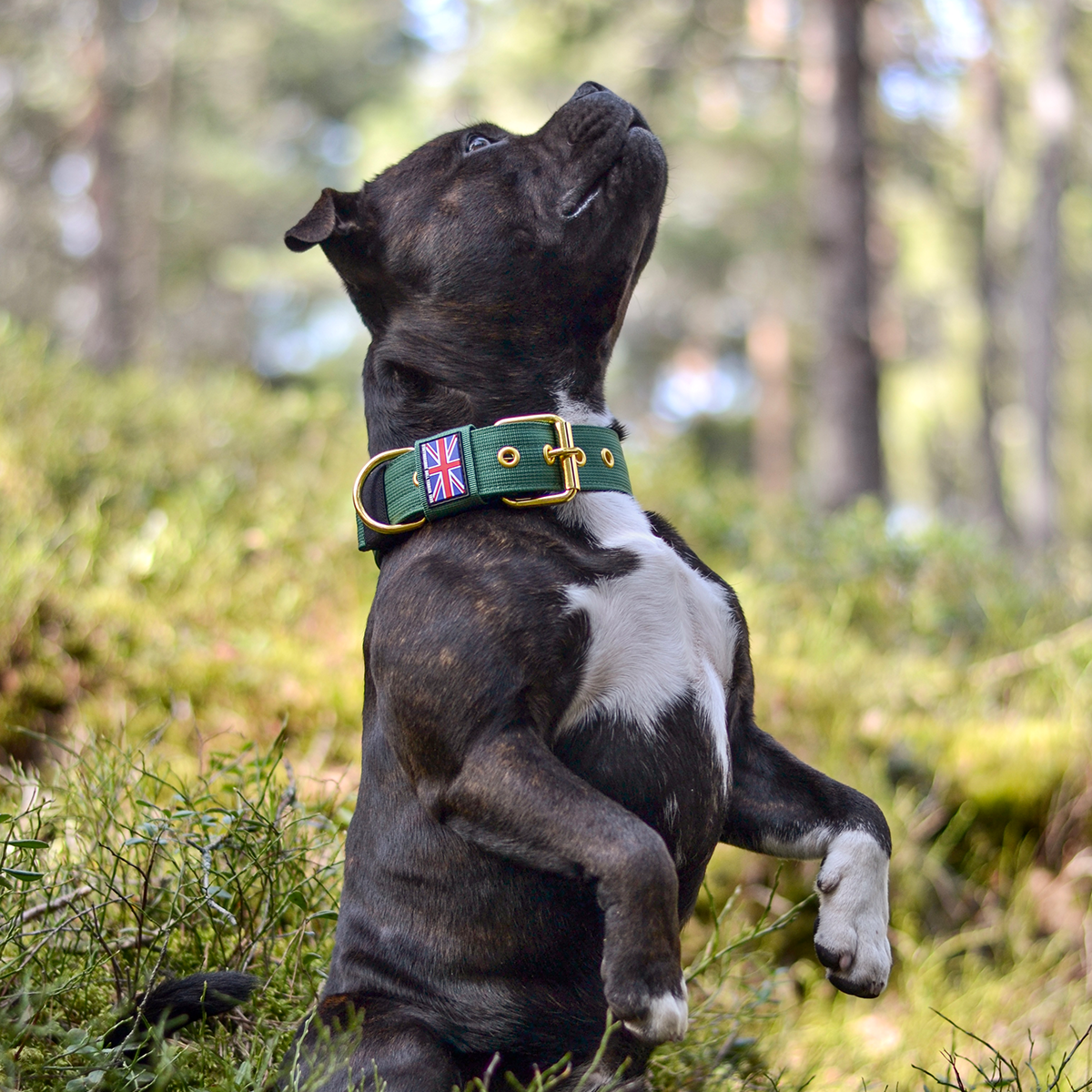 Nylon Collar - Pine - Staffordshire Bull Terrier 1935