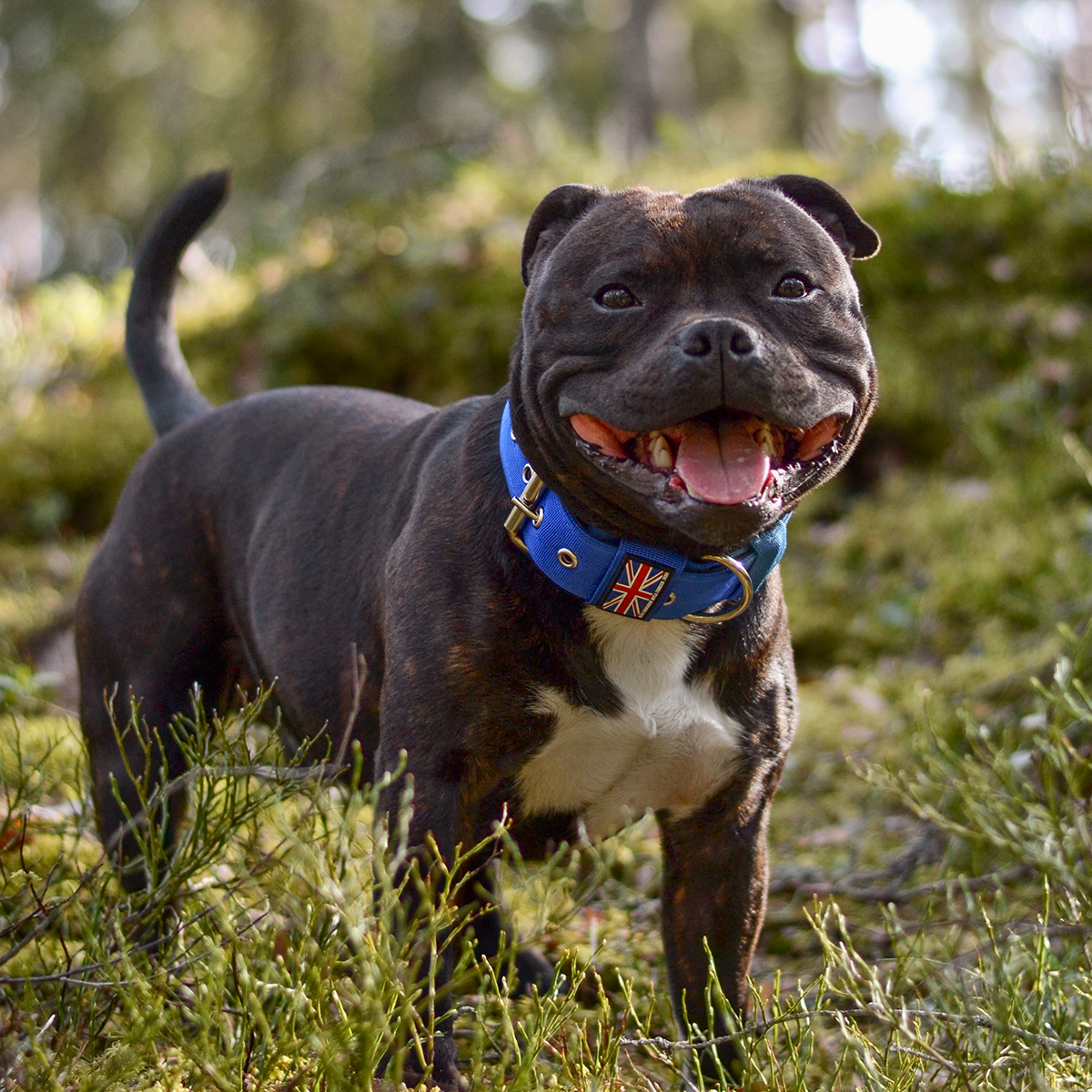 Nylon Halsband - Blå - Staffordshire Bull Terrier 1935