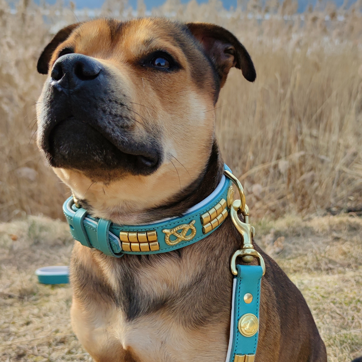 Leather Collar & Leash Set - Jefferson - Turquoise/white Gold - Staffordshire Bull Terrier 1935