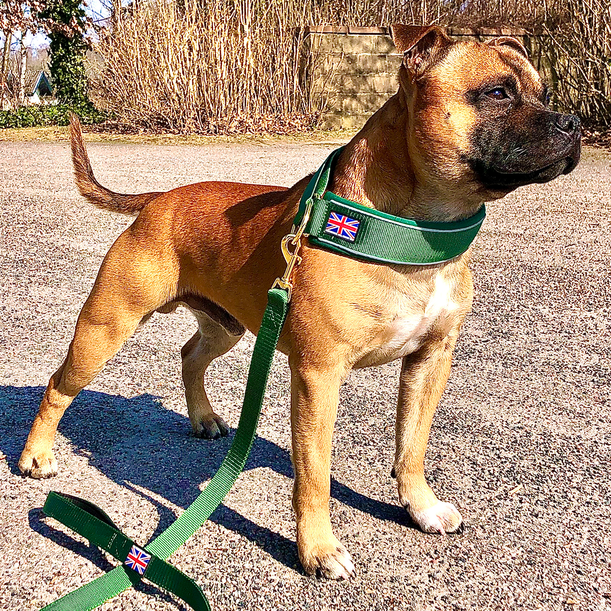 Martingale Collar - Pine - Staffordshire Bull Terrier 1935