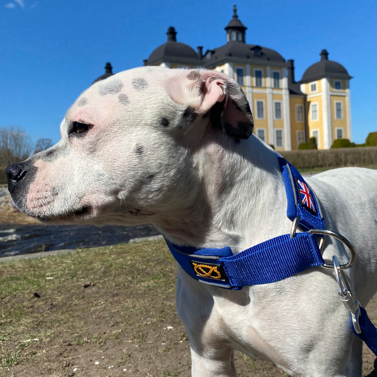 Martingale Halsband - Blå - Staffordshire Bull Terrier 1935