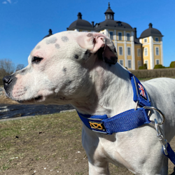 Martingale Halsband - Blå - Staffordshire Bull Terrier 1935