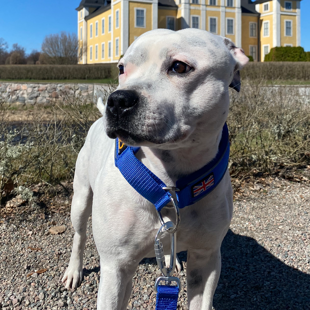 Martingale Halsband - Blå - Staffordshire Bull Terrier 1935