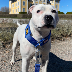 Martingale Halsband - Blå - Staffordshire Bull Terrier 1935