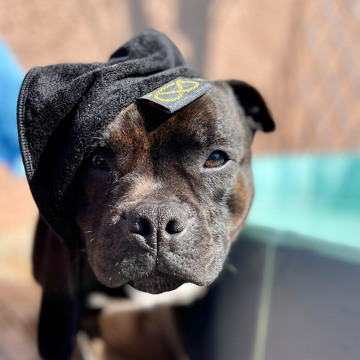 Towel - Super Dry - Staffordshire Bull Terrier 1935