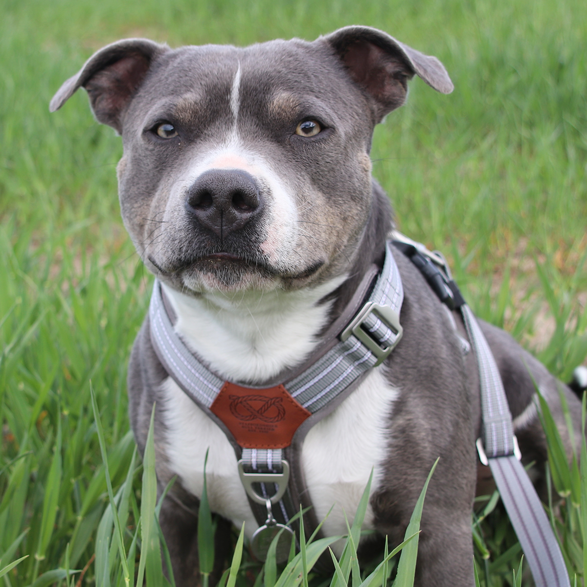 Nylon Harness & Leash Set - Grey - Staffordshire Bull Terrier 1935