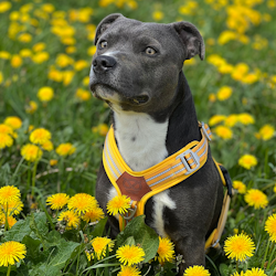 Nylon Harness & Leash Set - Yellow - Staffordshire Bull Terrier 1935