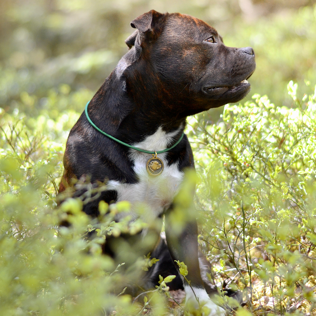 Paracord Halsband & Namnbricka - Skogsgrön - Staffordshire Bull Terrier 1935