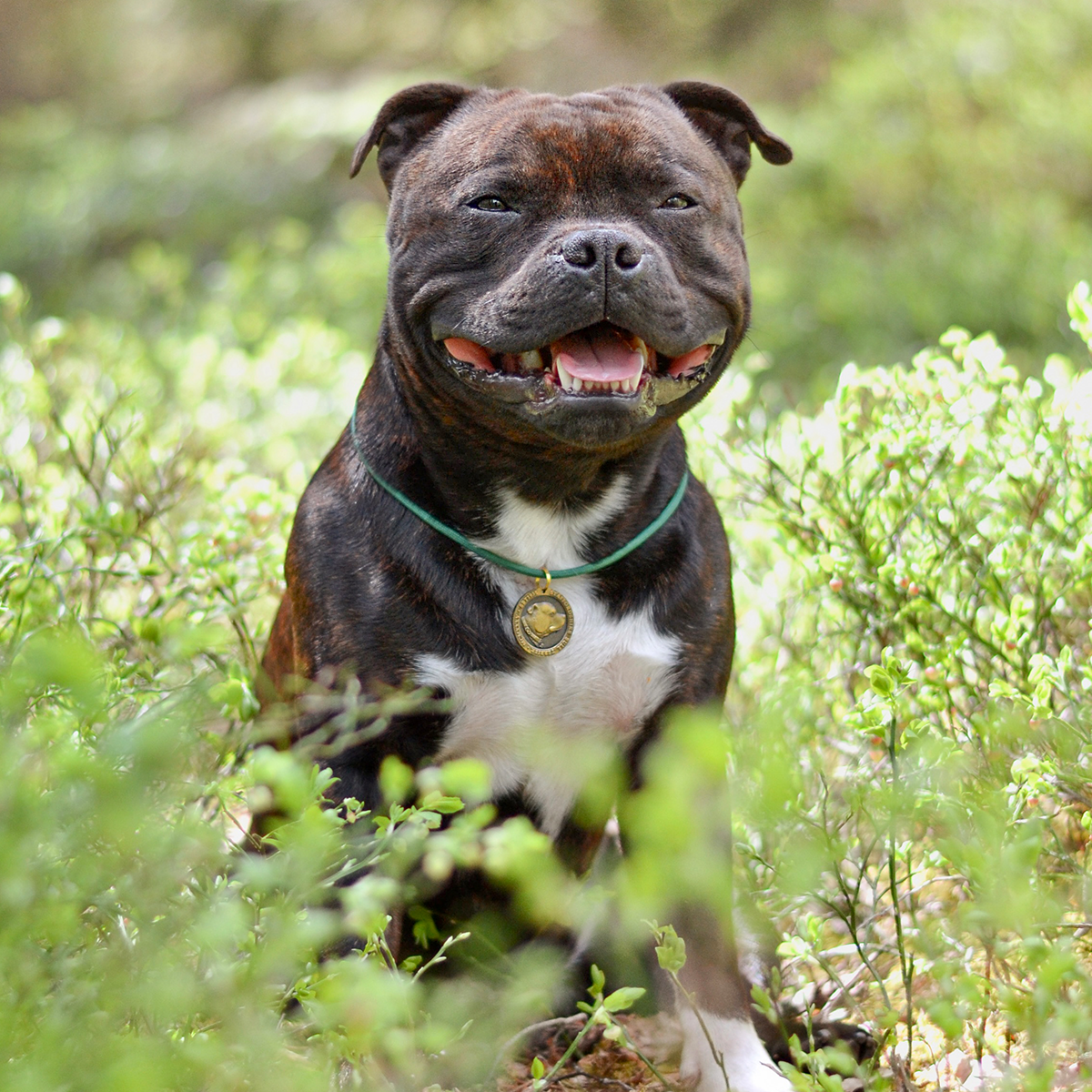 Paracord Halsband & Namnbricka - Skogsgrön - Staffordshire Bull Terrier 1935