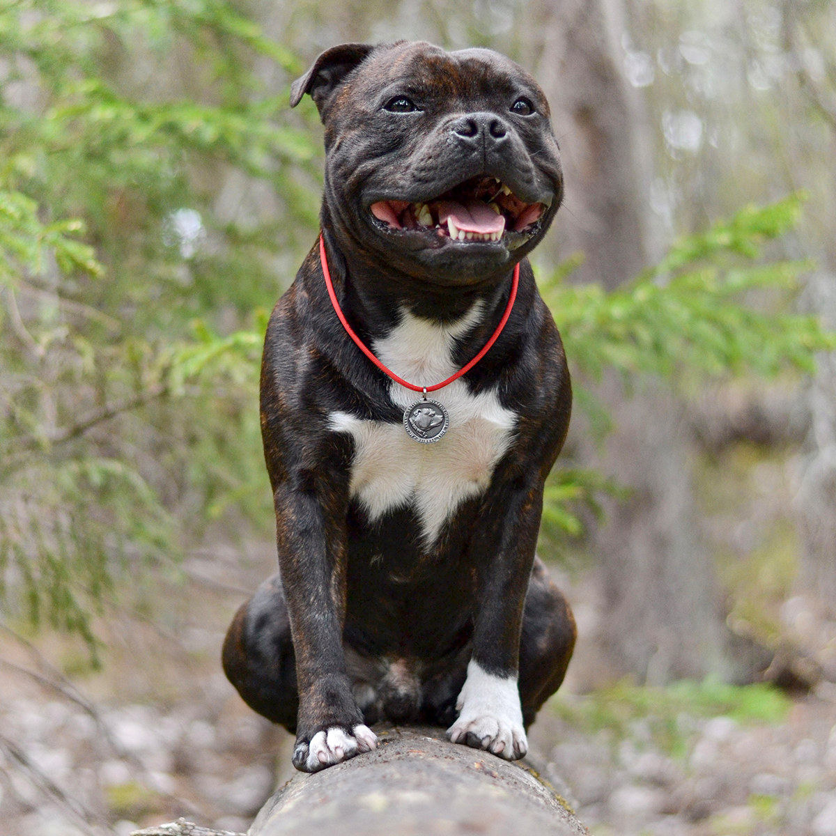 Paracord Collar & Nametag - Red - Staffordshire Bull Terrier 1935