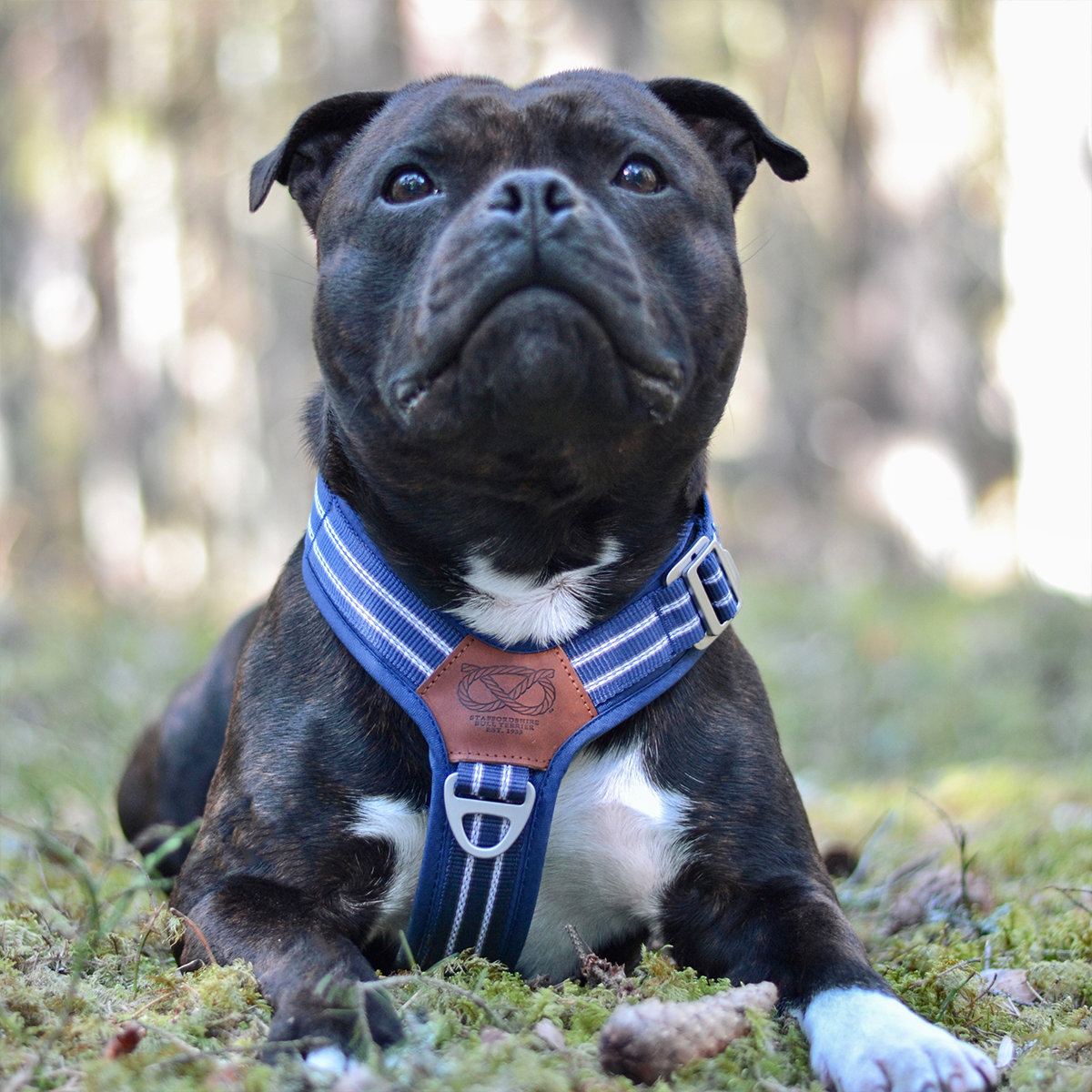 Nylon Harness & Leash Set - Navy Blue - Staffordshire Bull Terrier 1935