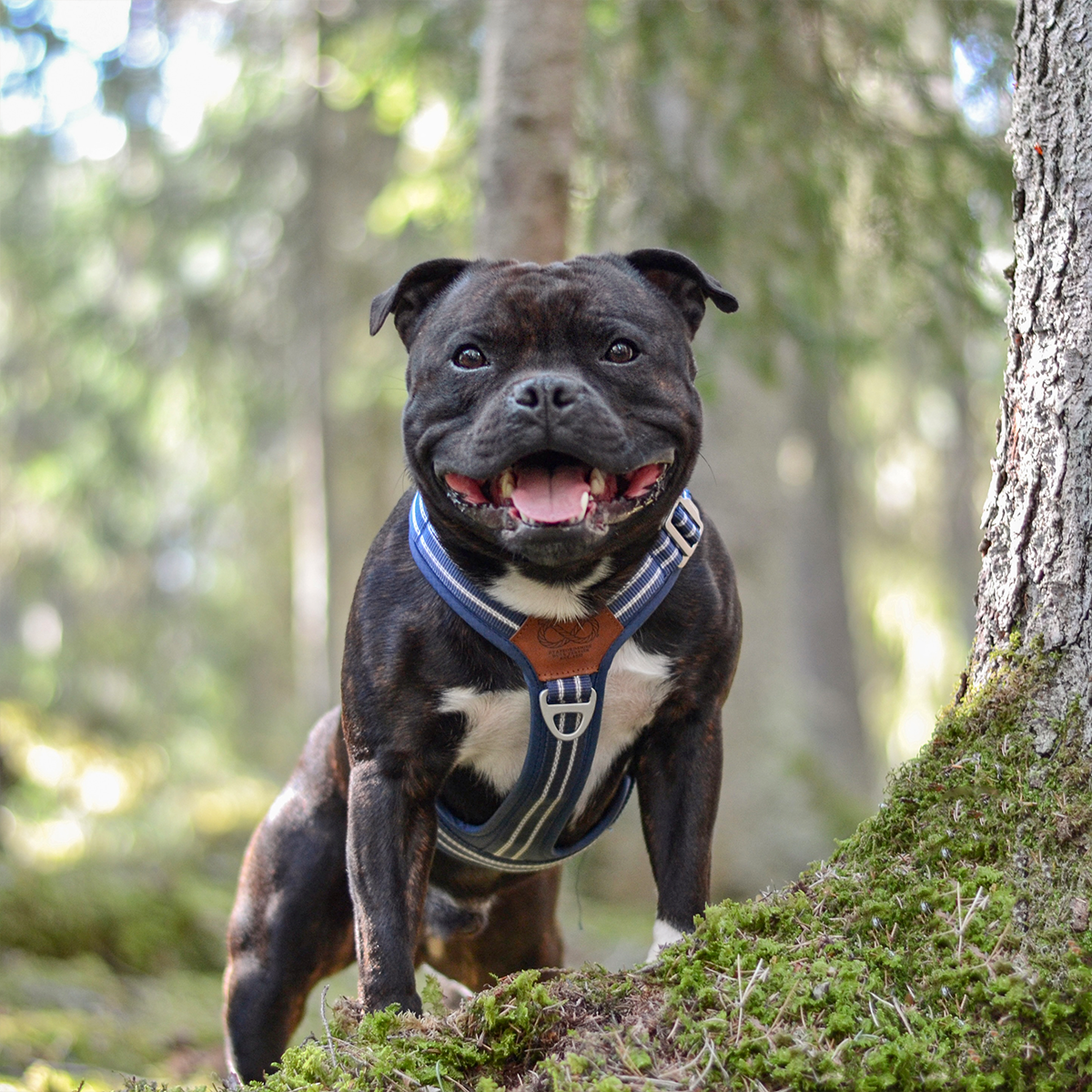 Nylon Harness & Leash Set - Navy Blue - Staffordshire Bull Terrier 1935