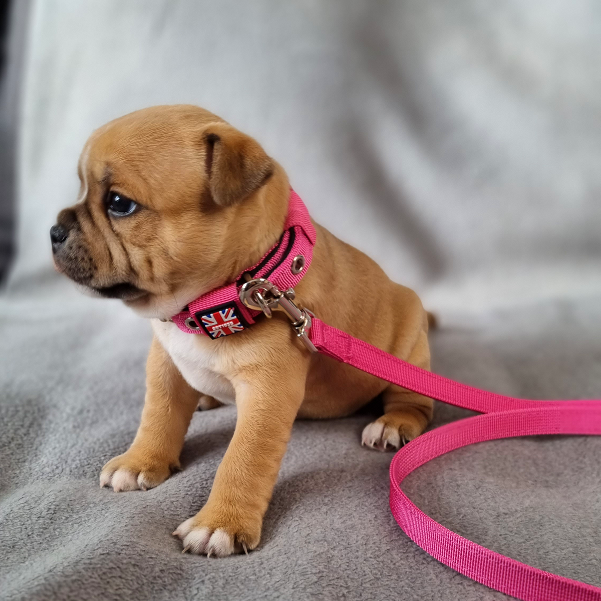 Puppy Nylon Collar & Leash Set - Fuchsia - Staffordshire Bull Terrier 1935