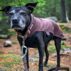 Fleece Coat - Chocolate - Staffordshire Bull Terrier 1935