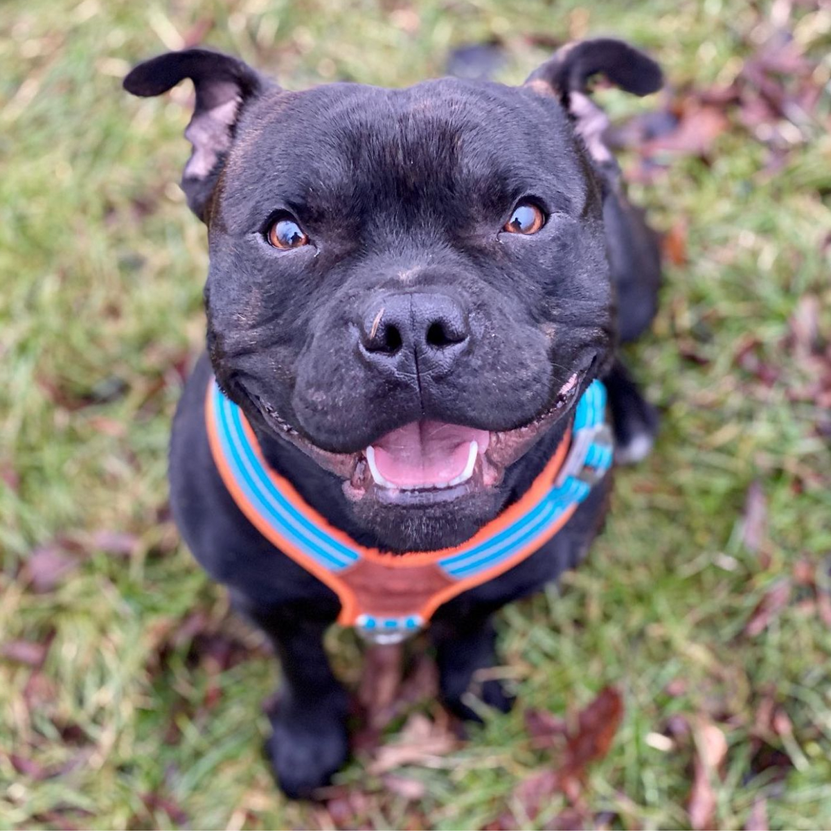 Staffordshire Bull Terrier Harness