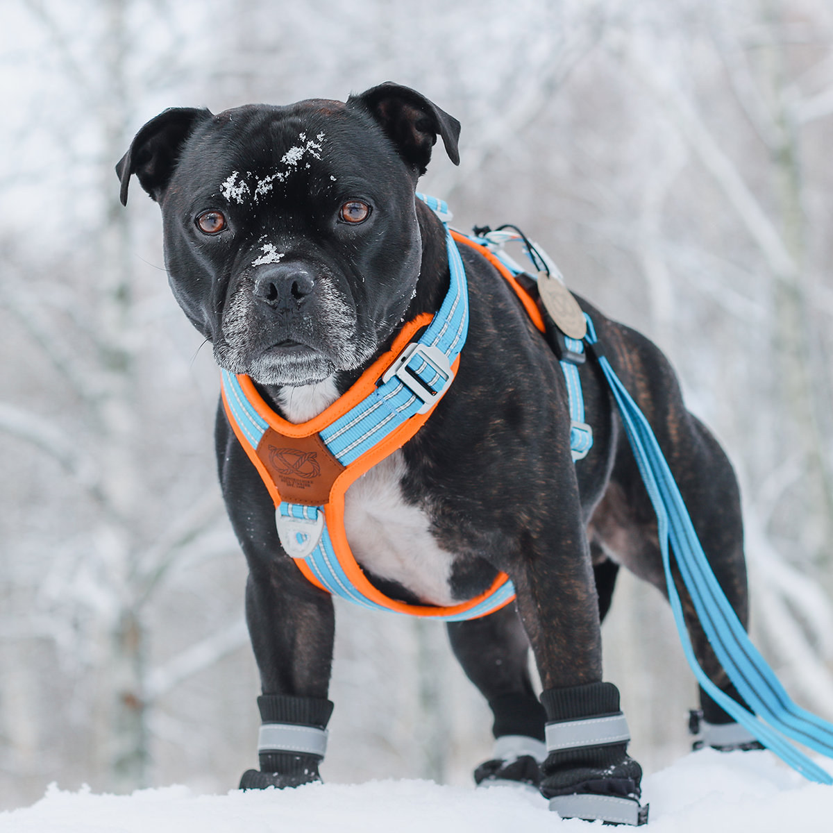 Staffordshire Bull Terrier Harness