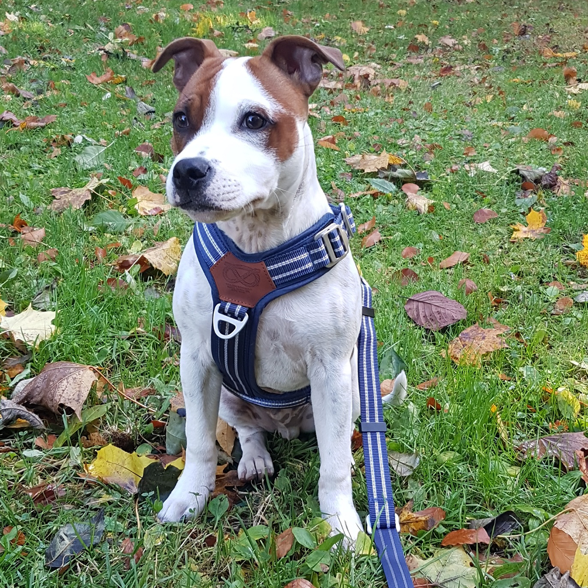 Nylon Harness & Leash Set - Navy Blue - Staffordshire Bull Terrier 1935