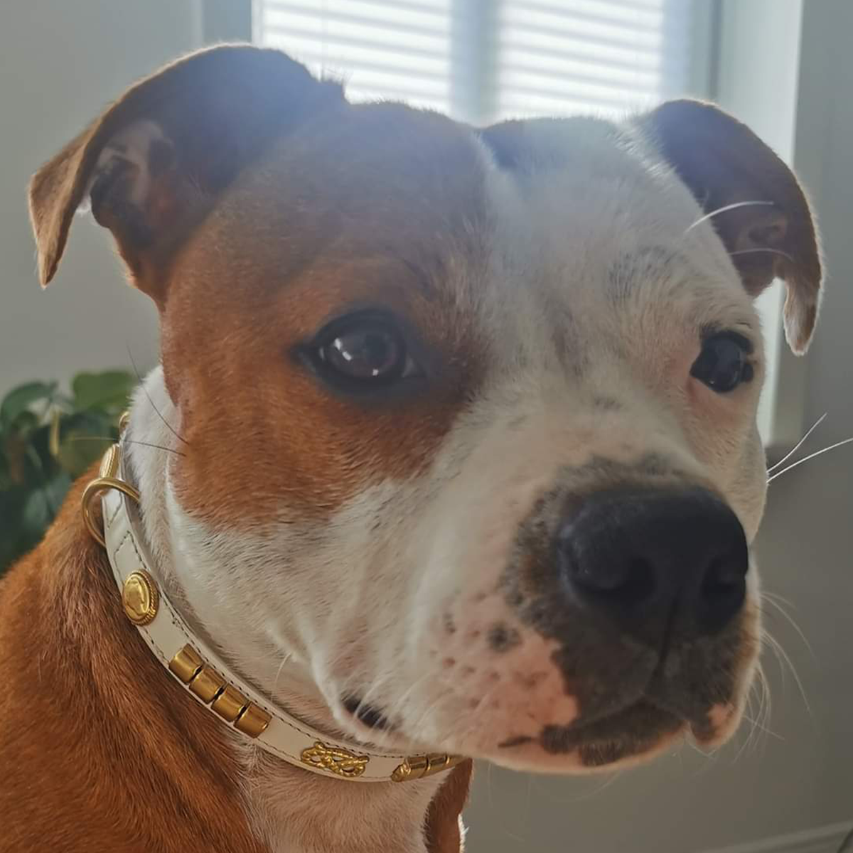 Show Collar & Leash Set - Champion - White/Gold - Staffordshire Bull Terrier 1935