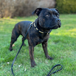 Utställning Halsband & Koppel Set - Champion - Svart/Guld - Staffordshire Bull Terrier 1935