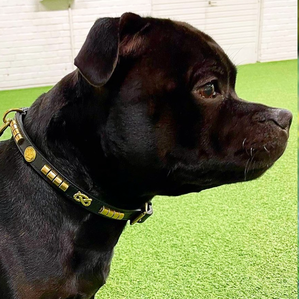 Show Collar & Leash Set - Champion - Black/Gold - Staffordshire Bull Terrier 1935