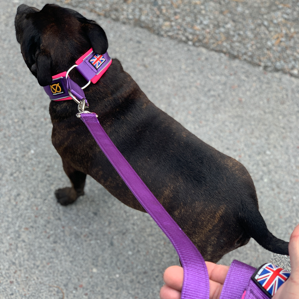 Martingale Collar - Purple & Neon Pink - Staffordshire Bull Terrier 1935