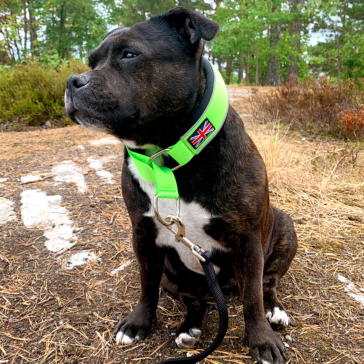 Martingale Collar - Neon Green & Black - Staffordshire Bull Terrier 1935