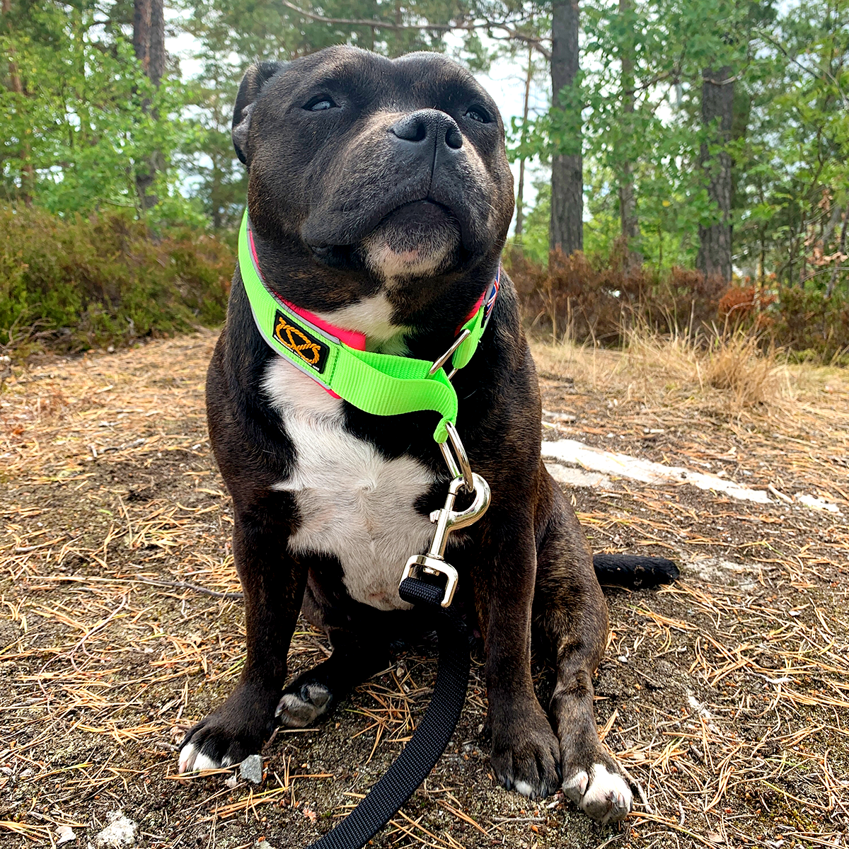 Martingale Collar - 80s Edition - Neon Green & Neon Pink - Staffordshire Bull Terrier 1935